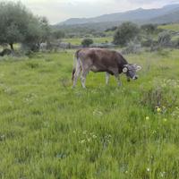 Vacca BS con vitello