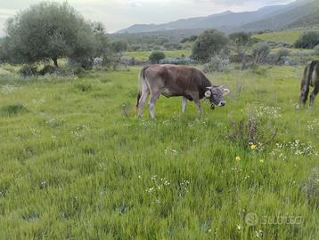 Vacca BS con vitello