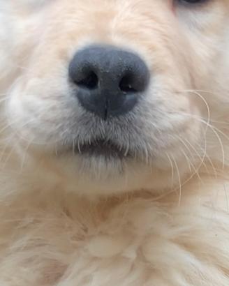 Ciccioli di Golden linea americana