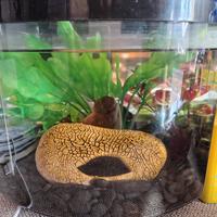 Acquario per Betta