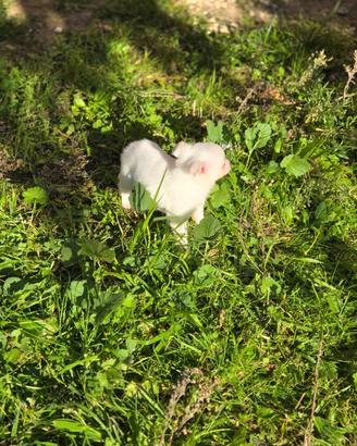 Volpino taglia mini (no pedigree)