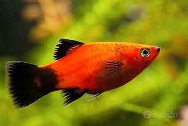 Pesci platy adulti