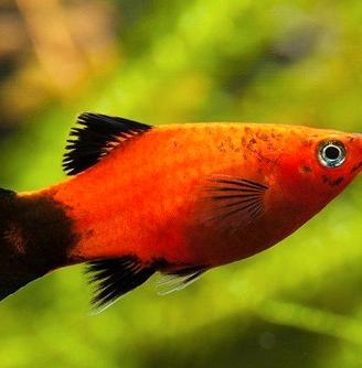 Pesci platy adulti