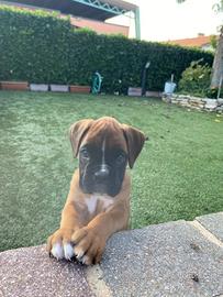 Cuccioli di boxer