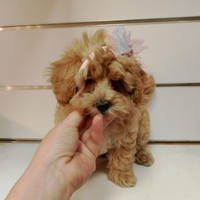 Maltipoo Femminuccia Fulva