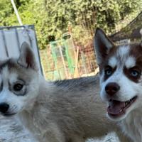 Cuccioli Siberian Husky