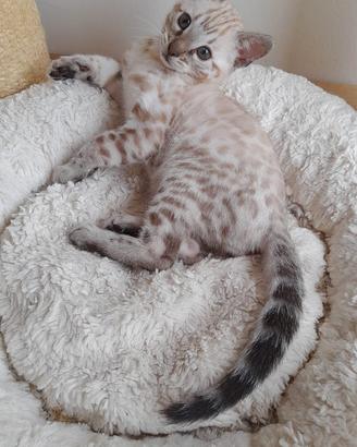 Cucciolo silver snow lynx wild generetions