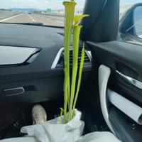 sarracenia gigante