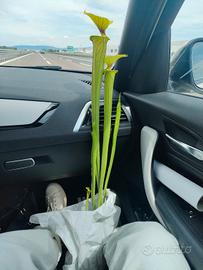 sarracenia gigante