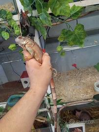 Iguana rossa