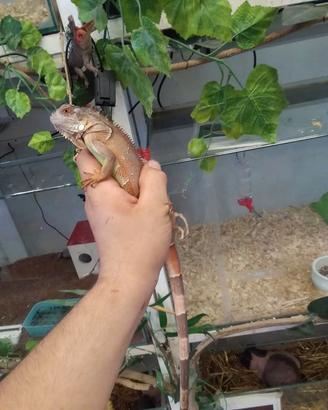 Iguana rossa