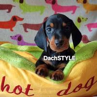 Cuccioli bassotto PEDIGREE ALLEVAMENTO ENCI fci