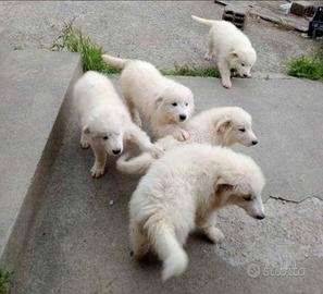 Cuccioli disponibili pirenei maremmano