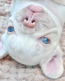 Cucciole bulldog francese