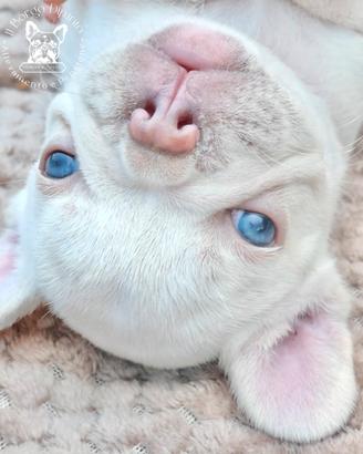 Cucciole bulldog francese
