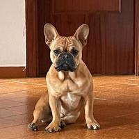 Femmina di bulldog francese per accoppiament