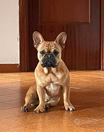 Femmina di bulldog francese per accoppiament