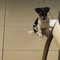 Jack russell