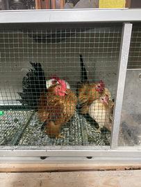 Galline serama malesi
