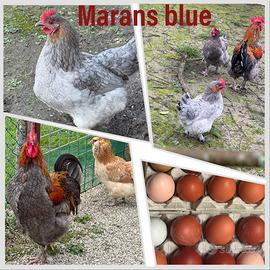 Olivegger Marans e ornamentali incrociati