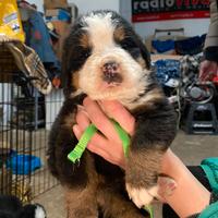 Cuccioli di Bovaro del Bernese