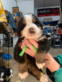 Cuccioli di Bovaro del Bernese