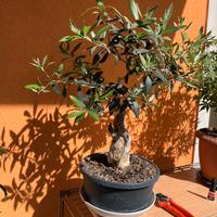 Bonsai, pianta Ulivo