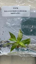 Tissue Culture Alocasia Monstera Anthurium 