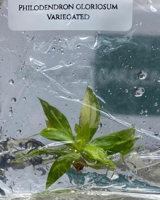 Tissue Culture Alocasia Monstera Anthurium 
