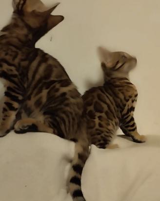 Bengali,Davero fa bella presenza in casa