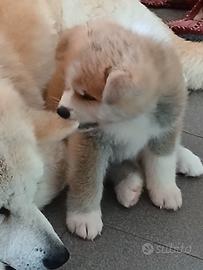 Akita inu