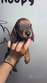 bassotti kaninchen 