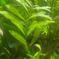 Hygrophila polysperma 'sunset'