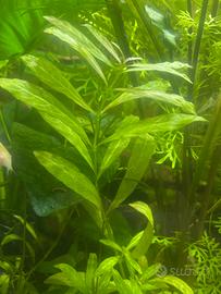 Hygrophila polysperma 'sunset'