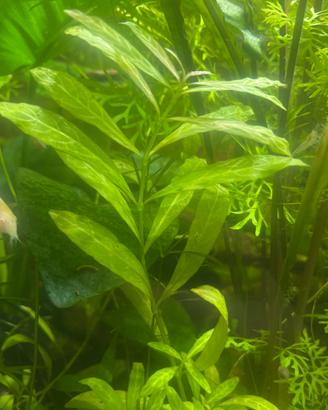 Hygrophila polysperma 'sunset'