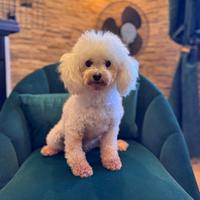 Barboncino Toy Bianco FEMMINA