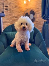 Barboncino Toy Bianco FEMMINA