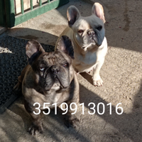 Bulldog Francese