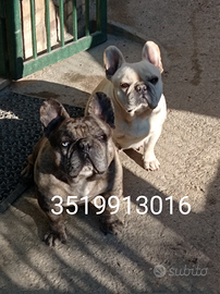 Bulldog Francese