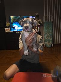 Cucciulo American bully