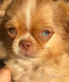 Cucciolo di chihuahua toy red merle occhi impari