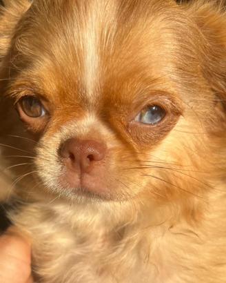 Cucciolo di chihuahua toy red merle occhi impari