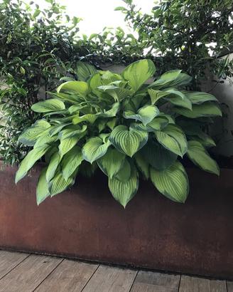 Fioriera in Corten