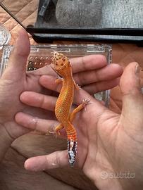 Baby Gecko leopardino