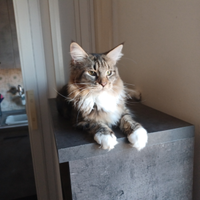 Maine coon cuccioli