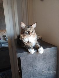 Maine coon cuccioli