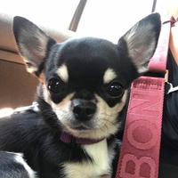 Disponibile per MONTA