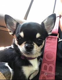 Disponibile per MONTA