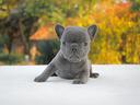 cucciola-di-bulldog-francese