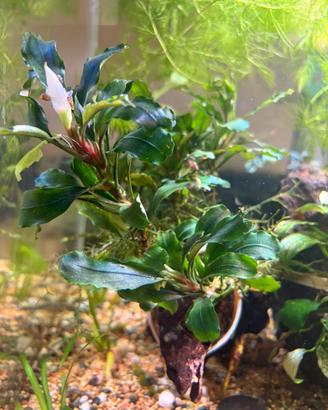 Piante acquario